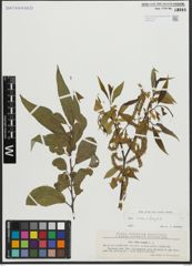 Foto von Salix alba L. x Salix fragilis L.